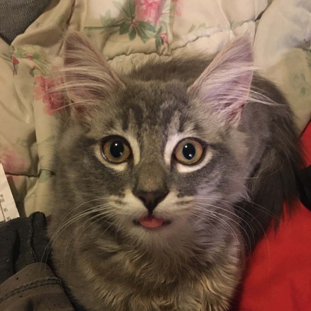 Meet your Posher, Stormy